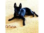 Adopt Mosey a Australian Shepherd, Australian Cattle Dog / Blue Heeler