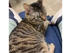 Adopt Gizmo a Domestic Short Hair