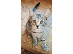 Adopt Gallowglass a Tabby