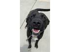 Adopt GRIZZLE a Labrador Retriever, Mixed Breed