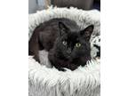 Adopt Denzel Washington a Domestic Medium Hair, Maine Coon