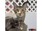Adopt Rin a Domestic Short Hair