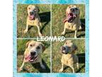 Adopt Leonard CFS# 240040835 a Labrador Retriever