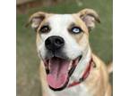 Adopt Lunchbox a Husky