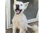 Adopt Lorn a Husky