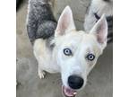 Adopt Neptune a Husky