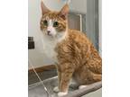 Adopt MORADO a Domestic Short Hair