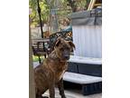 Adopt Dewey a German Shepherd Dog, Mixed Breed