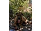 Adopt Frankie a German Shepherd Dog, Pit Bull Terrier