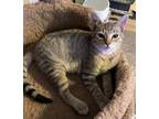 Adopt Luke a Domestic Short Hair, Tabby