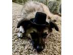 Adopt Mac a Keeshond