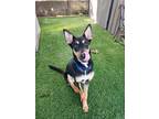 Adopt Jake a Australian Kelpie, Mixed Breed