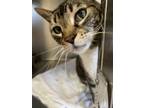 Adopt Mickie a Domestic Short Hair