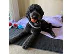 Adopt Tango a Standard Poodle, Golden Retriever
