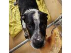 Adopt Cowboy a Australian Cattle Dog / Blue Heeler