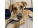 Adopt Spike "Finn" a Boxer, Mixed Breed
