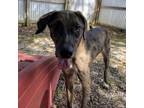 Adopt Kofun a Catahoula Leopard Dog