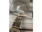 Adopt CLYDE a Parakeet (Other)