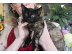 Adopt Ramona a Tortoiseshell Domestic Shorthair (short coat) cat in BROOKLYN