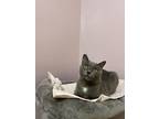 Adopt Mama Bean a Domestic Shorthair / Mixed (short coat) cat in Walden