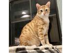 Adopt Connery a Orange or Red Tabby Domestic Shorthair (short coat) cat in