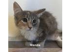 Adopt Wanda a Calico or Dilute Calico Calico (medium coat) cat in Tehachapi