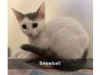 Adopt SnowBall a White Turkish Van (short coat) cat in Tehachapi, CA (38809218)