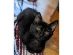 Adopt Ed a All Black Domestic Shorthair (short coat) cat in Carlisle