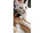 Adopt Lisa's Van - COP - Cat on Patrol - Barn cat a Orange or Red Domestic