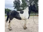 Spotted draft mare