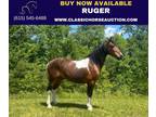 Kentucky Mtn Bay Tobiano Gelding