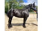 Registered Percheron mare