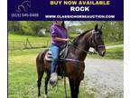 Flashy Bay Standardbred Cross