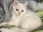SALE Gweneths Ragdolls