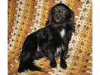 Punkin Miniature Dachshund Young Female