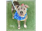 AMY American Bulldog Adult Female