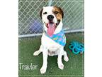 TRAVLER American Bulldog Adult Male