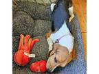 RAINBOW Beagle Adult Female