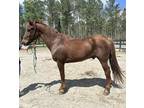 Sorrel Morgan gelding