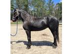 Friesian cross mare