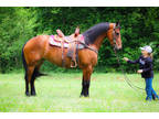 Big Pretty Bay Friesian Mare, Super Broke to Ride or Drive, Civilized, Smart
