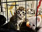 Tuxseedo Bengal Kitten Female