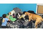 Linkin Dane Great Dane Young Male
