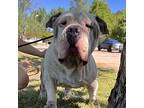 Sumo Senior Male