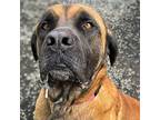 Nutella Mastiff Adult Female