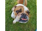 Dottie English Bulldog Adult Female