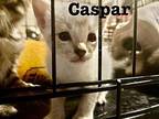 Caspar American Bobtail Kitten Male