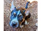 Frappe Hound (Unknown Type) Puppy Female