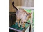 Rockett Siamese Adult Male