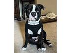 Meatball American Bulldog Young Male